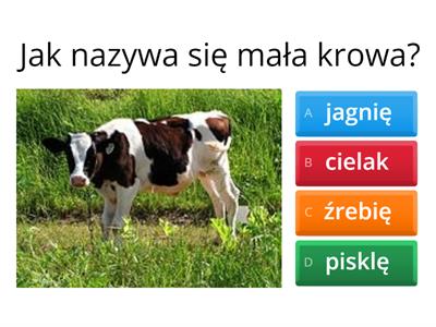 Zwierzęta na wsi