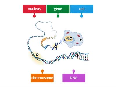 From Cell to DNA Labelling