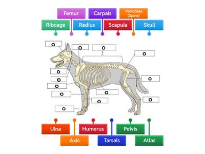 Skeletal System (Dog)