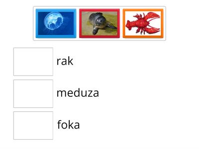 Morskie zwierzęta