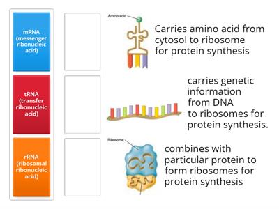 TYPES OF RNA