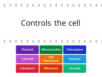 Cell structure functions (national 5)