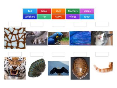 animal body parts yr3 u2 FJ
