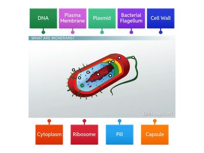 Kingdom Monera: Bacteria cell