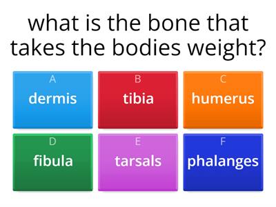 structure of the leg bones