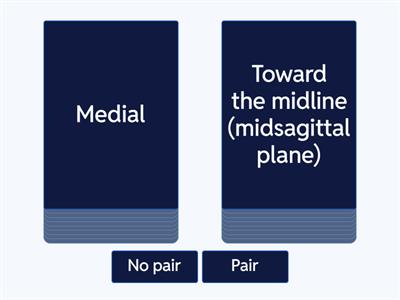 Key Anatomical Terms Pair or No Pair