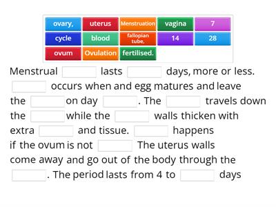 CAX KS3 Menstrual cycle