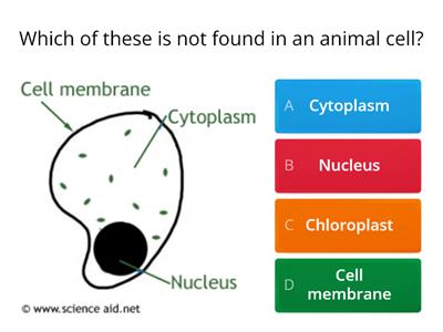 Cells quiz