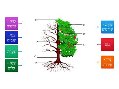 2021  ט"ו בשבט  - חלקי העץ