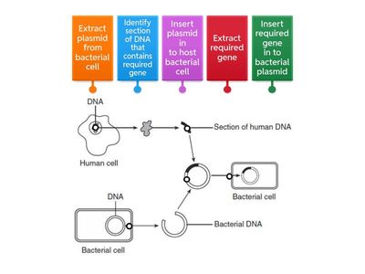 N5 Biology 1.5 Genetic engineering labelled diagram