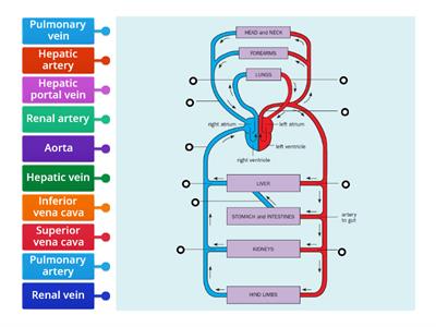 Blood vessels in the human circulatory system