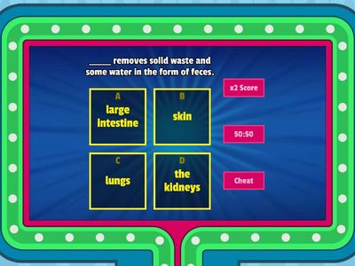 Human Anatomy: Excretory System