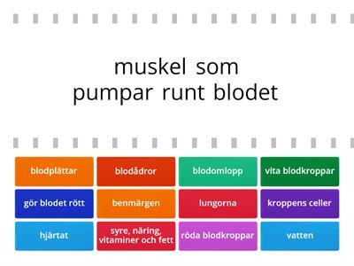 hjärtat och blodomloppet