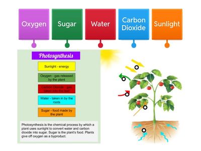 Photosynthesis