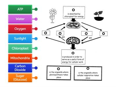 Label Photosynthesis and Cellular Respiration