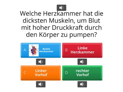 Quiz Herz und Blutkreislauf