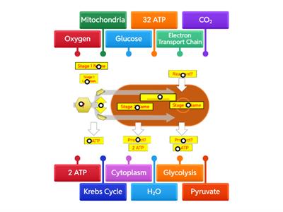 AAC Cellular Respiration diagram