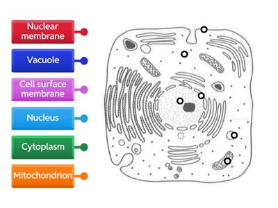 Diagram of an animal cell (level 1) [SciBio]