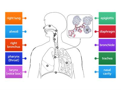 Label the Respiratory System