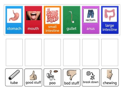 p1-2 Digestive system matching