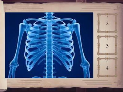 How Many Sounds are in Each Word?