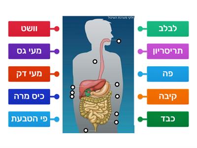 מבנה מערכת העיכול