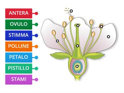 LE PARTI DEL FIORE