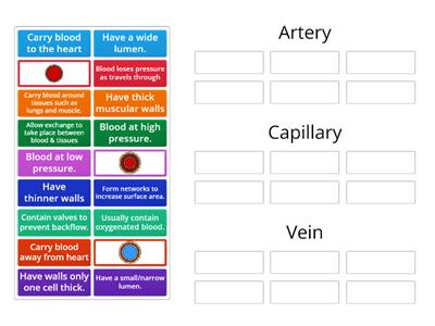 Blood Vessels Sort