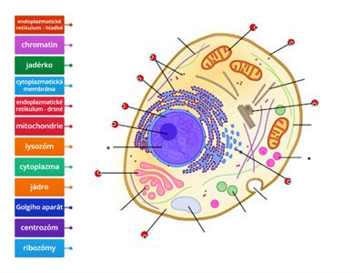 VYBRANÉ BUNĚČNÉ ORGANELY ŽIVOČIŠNÉ BUŇKY