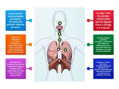 Sistema Respiratório