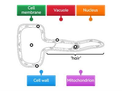 Root hair cell labelling
