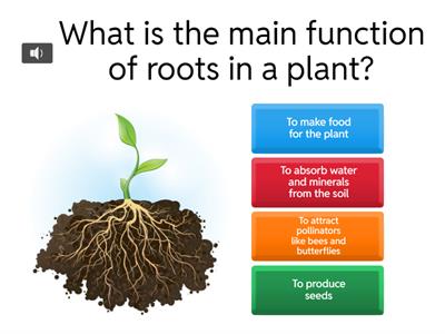 Grade 4 Natural sciences Parts of a plant 