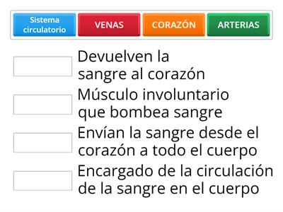 Sistema circulatorio