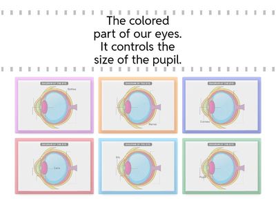 How our eyes work