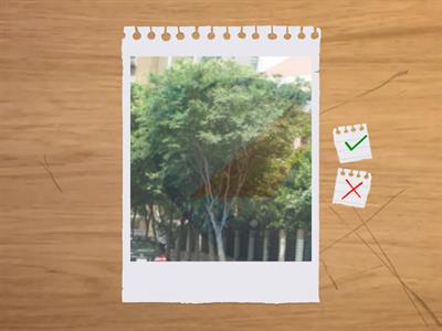 造園丙級識別 33