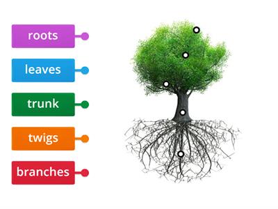 Parts of a tree labeling Year 1