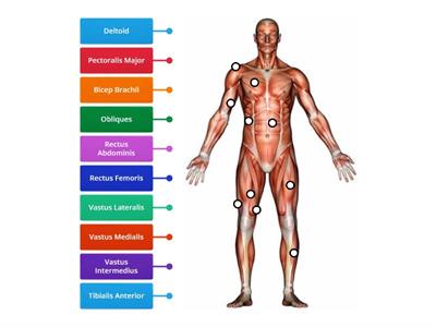 P4 Muscular System - Anterior Labelling