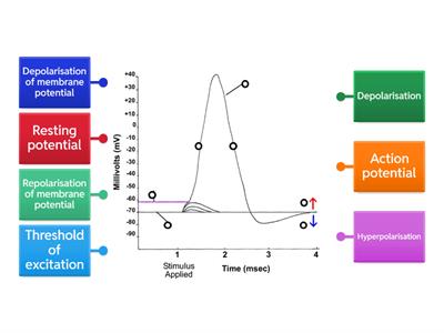 Neuron potentials - labelling