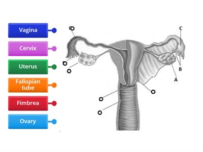 Female Reproductive System
