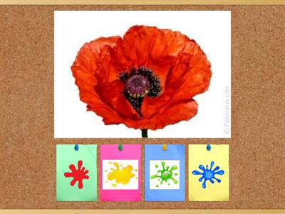  Кольори + 3 тип ссс