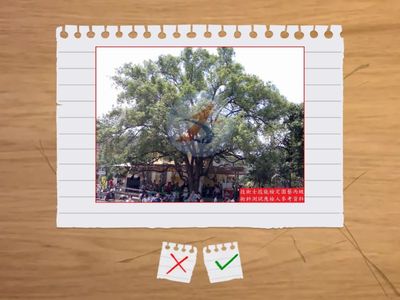 喬木(小葉南洋杉-馬拉巴栗)