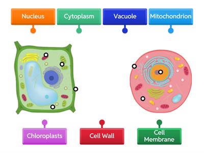 Cell labelling