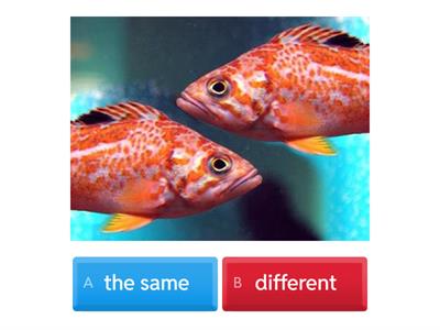 The same / different
