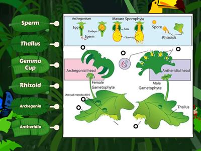 Kingdom Plantae - Life Cycle of Bryophyta