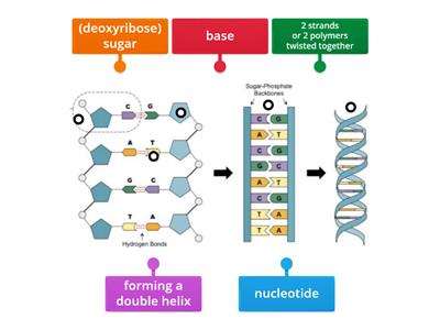 DNA Structure