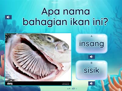 Kuiz: Bahagian Badan Ikan