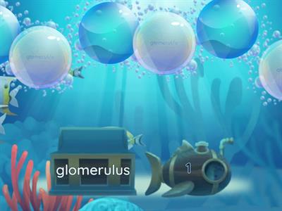 Chapter 11: Urinary System