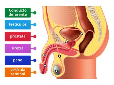 APARATO REPRODUCTOR MASCULINO