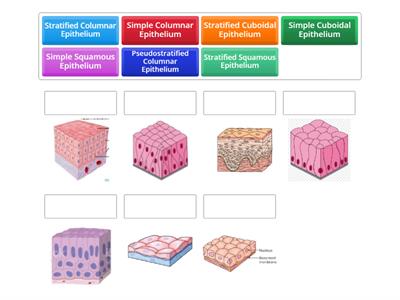 Epithelial Tissue quiz