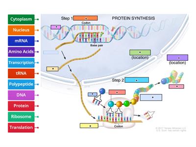 Protein Synthesis Diagram 